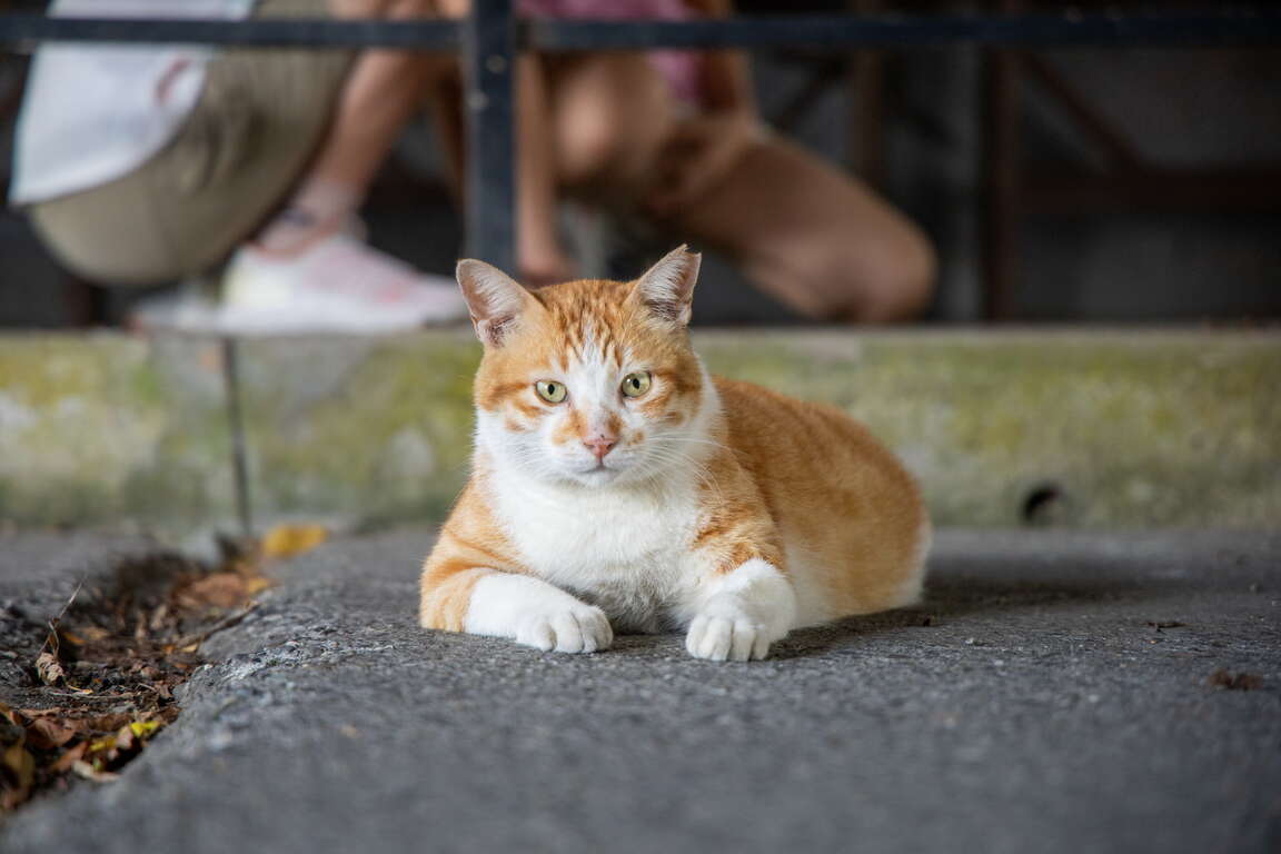 허우둥 고양이마을9-신베이시정부관광여행국.jpg