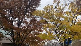 흐린 하늘 낙엽길